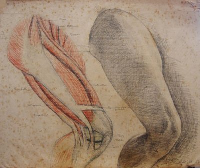 Anatomická studie a živý model od Francisco Bayardo